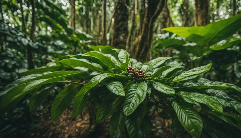 UnderstandingRobustaCoffeeBeans Robusta coffee beans